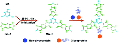 Graphical abstract: Green and catalyst-free preparation of triazinyl polyimide for the efficient adsorption of glycoproteins