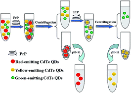 Graphical abstract: Rapid size-dependent separation of CdTe quantum dots with prion protein