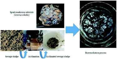 Graphical abstract: Application of spent mushroom (Lentinula edodes) substrate and acclimated sewage sludge on the bioremediation of polycyclic aromatic hydrocarbon polluted soil