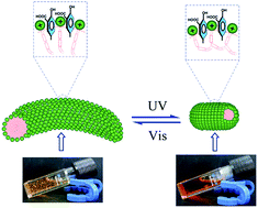 Graphical abstract: Light-responsive fluids based on reversible wormlike micelle to rodlike micelle transitions