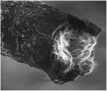 Graphical abstract: Developments in conducting polymer fibres: from established spinning methods toward advanced applications