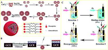 Graphical abstract: Layer-by-layer assembly of hemoglobin-coated microspheres for enhancing the oxygen carrying capacity