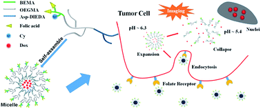 Graphical abstract: Folic acid targeted pH-responsive amphiphilic polymer nanoparticles conjugated with near infrared fluorescence probe for imaging-guided drug delivery