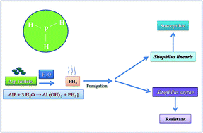 Graphical abstract: Phosphine gas generated from an aluminium phosphide tablet exhibits early knock down effects on tamarind pod borer