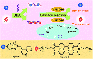 Graphical abstract: Enzymatic manipulation of a DNA-mediated ensemble for sensitive fluorescence detection of glucose