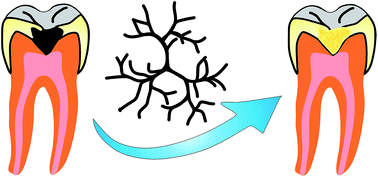 Graphical abstract: Functional dendritic compounds: potential prospective candidates for dental restorative materials and in situ re-mineralization of human tooth enamel