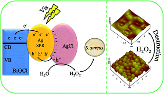 Graphical abstract: Facile synthesis of Ag/AgCl/BiOCl ternary nanocomposites for photocatalytic inactivation of S. aureus under visible light