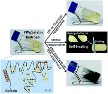 Graphical abstract: Multi-responsive polyethylene-polyamine/gelatin hydrogel induced by non-covalent interactions