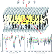 Graphical abstract: The effect of POPC acyl chains packing by aromatic amino acid methyl esters investigated by ATR-FTIR combined with QM calculations