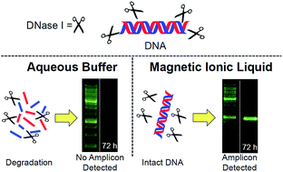 Graphical abstract: Preservation of DNA in nuclease-rich samples using magnetic ionic liquids