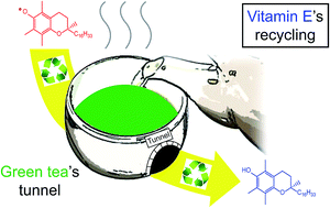 Graphical abstract: Tunneling effect in vitamin E recycling by green tea