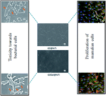 Graphical abstract: Graphene oxide based coatings on nitinol for biomedical implant applications: effectively promote mammalian cell growth but kill bacteria