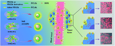 Graphical abstract: Biodegradable poly(ethylene glycol)–poly(ε-carprolactone) polymeric micelles with different tailored topological amphiphilies for doxorubicin (DOX) drug delivery