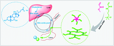 Graphical abstract: Synthesis of tailor-made bile acid sequestrants by supplemental activator and reducing agent atom transfer radical polymerization