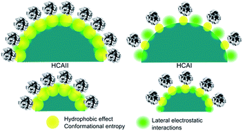 Graphical abstract: Kinetic and thermodynamic study of the interactions between human carbonic anhydrase variants and polystyrene nanoparticles of different size