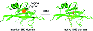 Graphical abstract: A photoactivatable Src homology 2 (SH2) domain