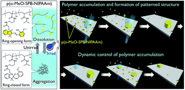 Graphical abstract: Dynamically controlled construction of microstructures based on photo-induced phase transition of a spirobenzopyran-modified polymer solution
