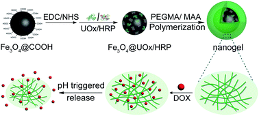 Graphical abstract: Fe3O4@nanogel via UOx/HRP initiated surface polymerization for pH sensitive drug delivery