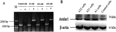 Graphical abstract: Stable over-expression of the human malate–aspartate NADH shuttle member Aralar I in PK15 cells improves energy metabolism and enhances proliferation of porcine circovirus-2