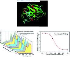 Graphical abstract: Stepwise unfolding of a multi-tryptophan protein MPT63 with immunoglobulin-like fold: detection of zone-wise perturbation during guanidine hydrochloride-induced unfolding using phosphorescence spectroscopy