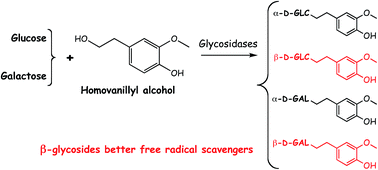 Graphical abstract: The influence of the carbohydrate anomeric linkage on the free radical scavenging activity of enzymatically-synthesized phenolic glycosides