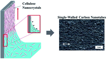 Graphical abstract: Fabrication of a uniaxial cellulose nanocrystal thin film for coassembly of single-walled carbon nanotubes