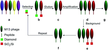 Graphical abstract: Recognition of diamond with phage display peptides