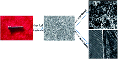 Graphical abstract: In situ formation of bioactive calcium titanate coatings on titanium screws for medical implants