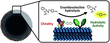 Graphical abstract: Enantioselective ester hydrolysis by an achiral catalyst co-embedded with chiral amphiphiles into a vesicle membrane