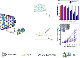 Graphical abstract: Enhancing the antitumor effect of methotrexate in intro and in vivo by a novel targeted single-walled carbon nanohorn-based drug delivery system