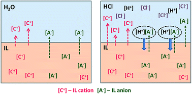 Graphical abstract: Mutual solubility of water and hydrophobic ionic liquids in the presence of hydrochloric acid