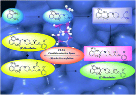 Graphical abstract: In silico approach towards lipase mediated chemoenzymatic synthesis of (S)-ranolazine, as an anti-anginal drug