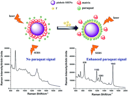 Graphical abstract: Rapid on-site detection of paraquat in biologic fluids by iodide-facilitated pinhole shell-isolated nanoparticle-enhanced Raman spectroscopy