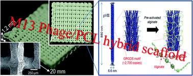 Graphical abstract: A mechanically improved virus-based hybrid scaffold for bone tissue regeneration