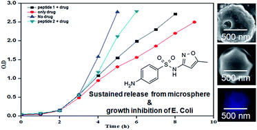 Graphical abstract: Self-assembled peptide microspheres for sustainable release of sulfamethoxazole