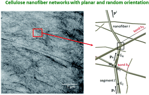 Graphical abstract: On the origins of the elasticity of cellulose nanofiber nanocomposites and nanopapers: a micromechanical approach