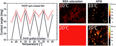 Graphical abstract: Temperature-responsive properties of poly(4-vinylpyridine) coatings: influence of temperature on the wettability, morphology, and protein adsorption