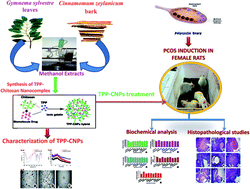 Graphical abstract: Biological macromolecule cross linked TPP–chitosan complex: a novel nanohybrid for improved ovulatory activity against PCOS treatment in female rats