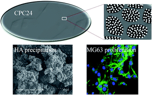Graphical abstract: Fabrication, characterization, bioactivity, and biocompatibility of novel mesoporous calcium silicate/polyetheretherketone composites