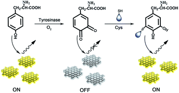 Graphical abstract: Fluorometric detection of tyrosine and cysteine using graphene quantum dots