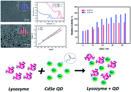 Graphical abstract: Size-dependent CdSe quantum dot–lysozyme interaction and effect on enzymatic activity