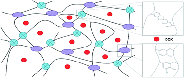 Graphical abstract: Fe3+-induced bioinspired chitosan hydrogels for the sustained and controlled release of doxorubicin