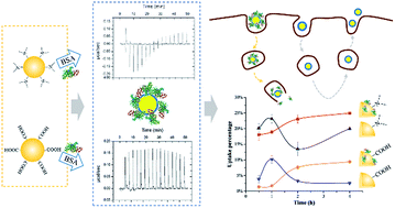 Graphical abstract: Charged surface groups of nanoparticles and the adsorbed proteins codetermine the fate of nanoparticles upon interacting with cells