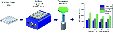 Graphical abstract: Rapid amplification of Mycobacterium tuberculosis DNA on a paper substrate