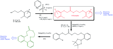 Graphical abstract: Sequential alcohol oxidation/putative homo Claisen–Tishchenko-type reaction to give esters: a key process in accessing novel biologically active lactone macrocycles