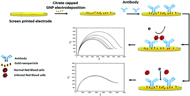 Graphical abstract: Label-free electrochemical detection of malaria-infected red blood cells