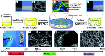 Graphical abstract: Improved cell infiltration and vascularization of three-dimensional bacterial cellulose nanofibrous scaffolds by template biosynthesis