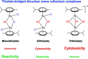 Graphical abstract: Hydrolytic behaviour of mono- and dithiolato-bridged dinuclear arene ruthenium complexes and their interactions with biological ligands