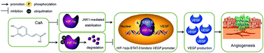 Graphical abstract: Caffeic acid attenuates the angiogenic function of hepatocellular carcinoma cells via reduction in JNK-1-mediated HIF-1α stabilization in hypoxia