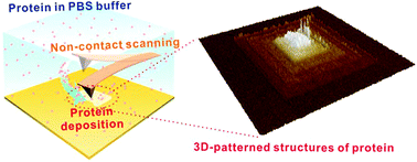 Graphical abstract: Ultrahigh resolution, serial fabrication of three dimensionally-patterned protein nanostructures by liquid-mediated non-contact scanning probe lithography